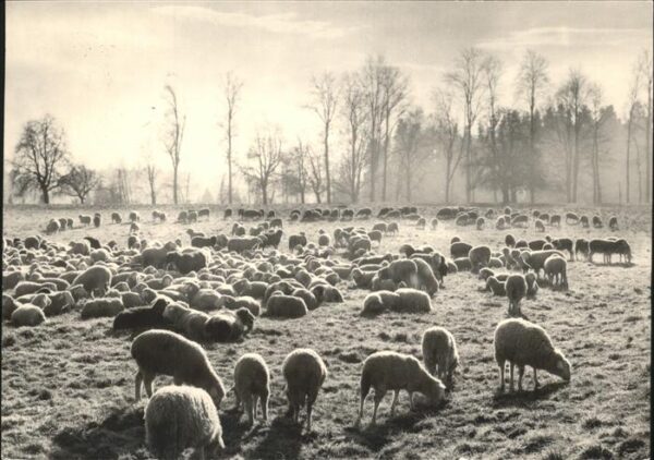 Schafe Heide Schweiz