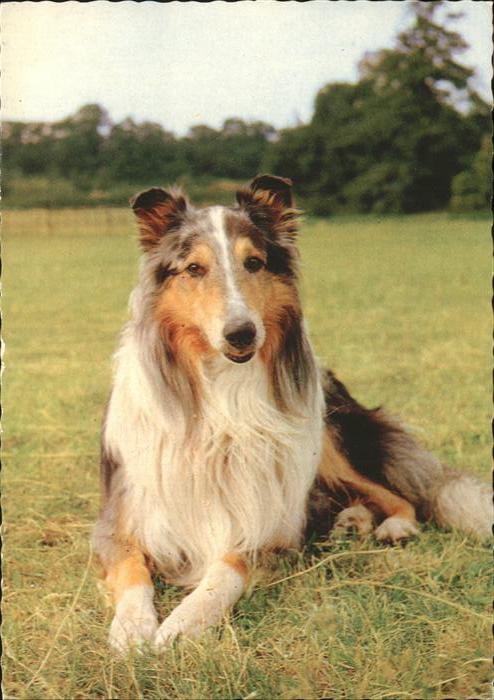 Hunde Langhaarcollie