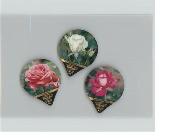 Rose Duftwolke Edelweiss Edward Rothschild