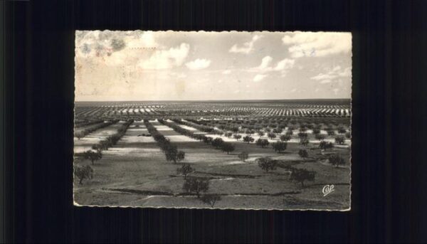 Sfax Tunesie Foret d_Oliviers