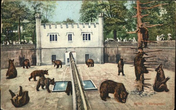 Baeren Bern Zoologischer Garten Bärengraben