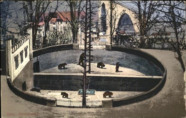 Baeren Bern Zoologischer Garten