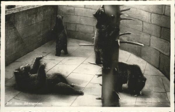 Baeren Bern Zoo Bärengraben