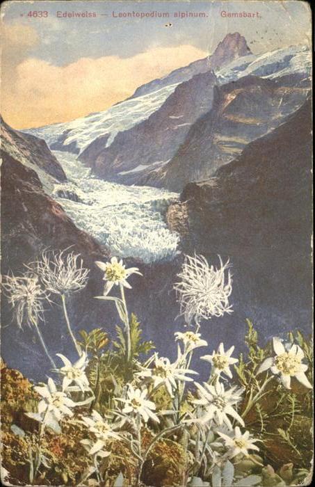 Edelweiss Gamsbart