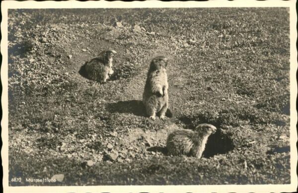 Tiere Murmeltier