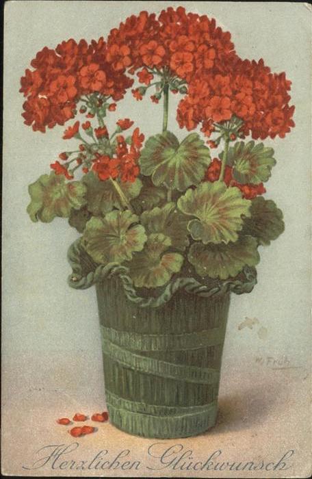 Blumen Geranien Glückwunsch