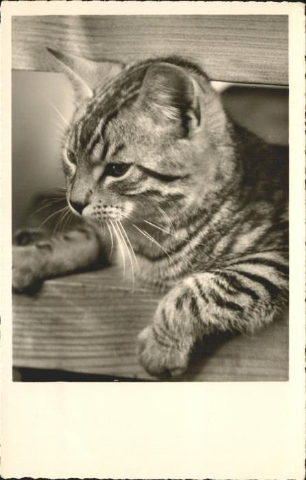 Katzen