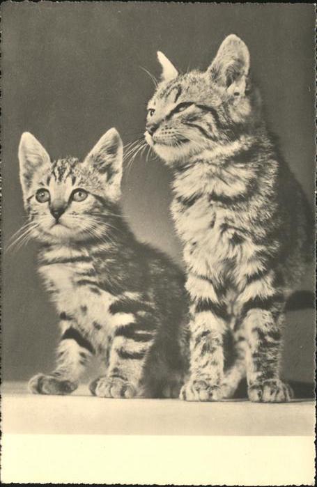 Katzen Zürich