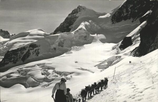 Schlitten Schnee Jungfraujoch Rottalhorn Polarhunde