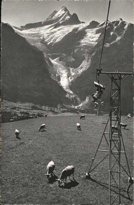 Sessellift Grindelwald First Kühe