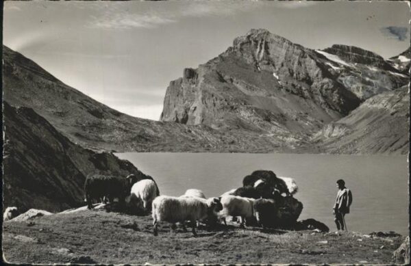 Schafe Gemmipass
