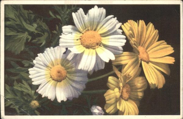 Blumen Crysanthemum Corn-Marygold