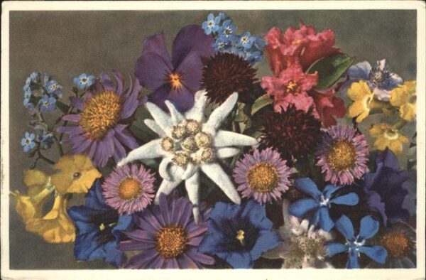 Edelweiss Alpenblumen