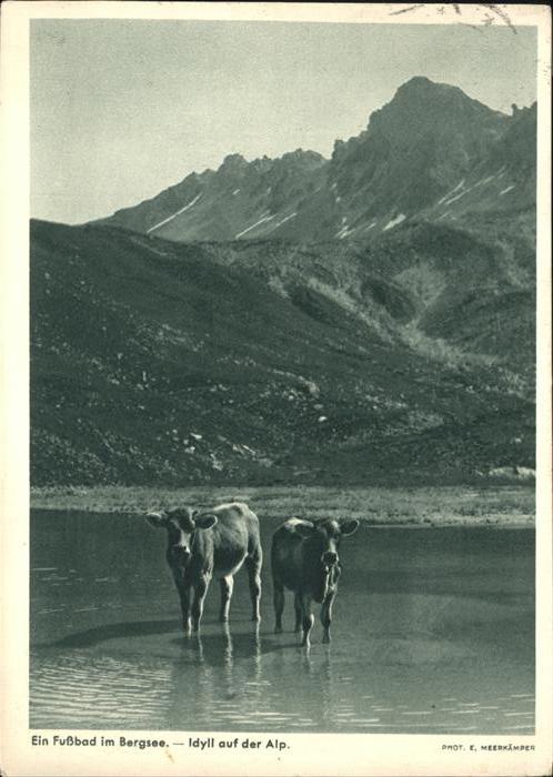 Kuehe Alp Fussbad Bergsee
