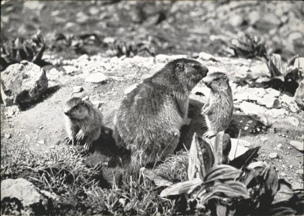Tiere Murmeltiere Schweiz