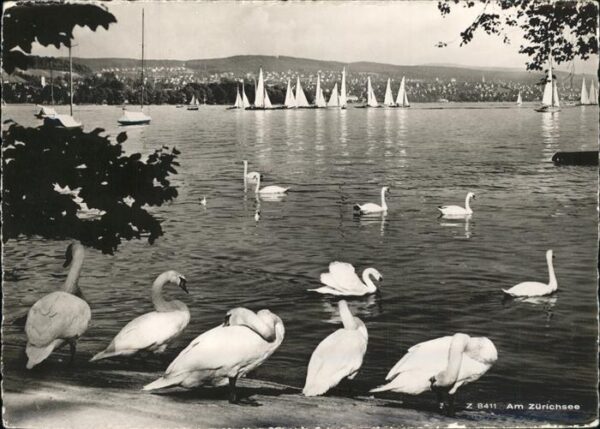 Schwan Zürichsee Segelboote