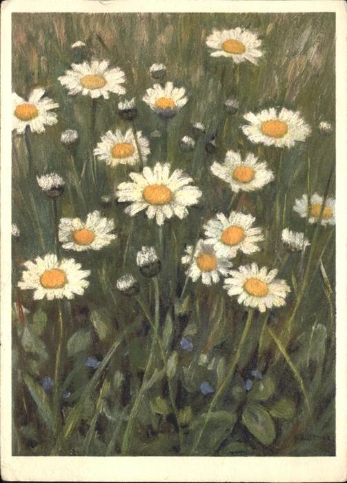 Blumen Künstlerkarte Chrysanthemum