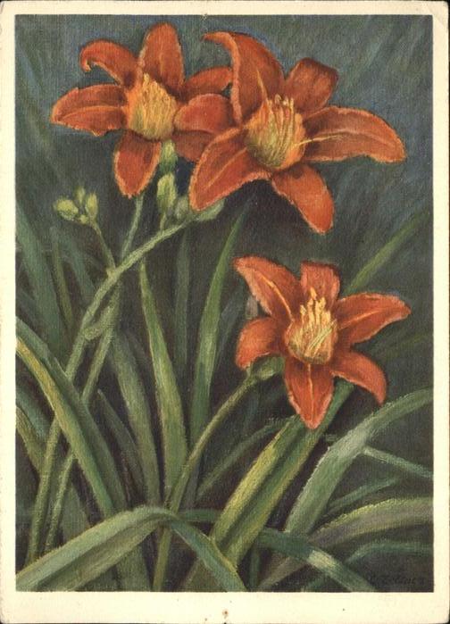 Blumen Liliacene
