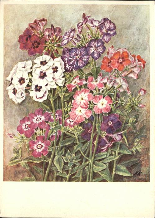Blumen Künstlerkarte HK Pro Infirmis Hedwig Kr