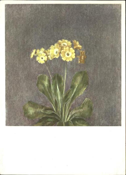 Kuenstlerkarte Blumen W. Gfeller Pro Infirmis
