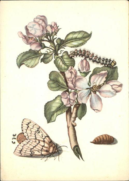 Kuenstlerkarte Pro Infirmis Maria S. Merian Apfelbaum