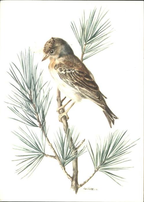 Kuenstlerkarte A. M. Trechslin Bergfink Vogel
