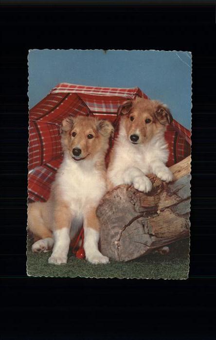 Hunde Regenschirm Collies