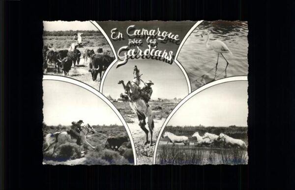 Cowboys Büffel Wildpferde Gardians Camargue