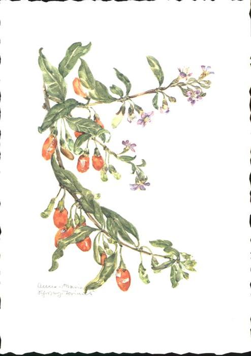 Blumen Bocksdorn