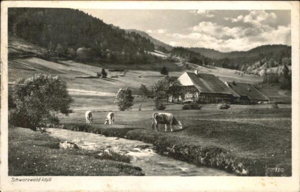 Schwarzwald Idyll Kühe