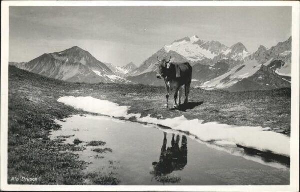 Kuehe Alp Drusen