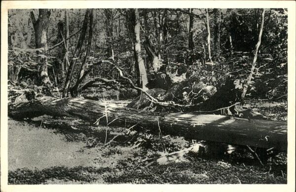 Baeume Trees Neuenburger Urwald