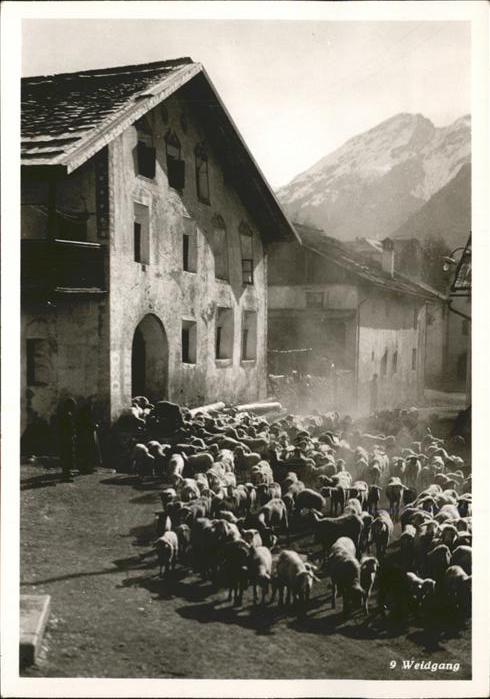 Schafe Weidgang
