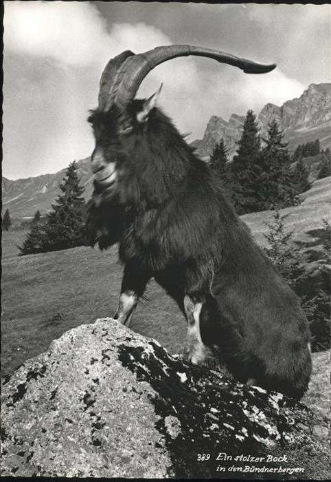 Steinbock Bündnerbergen