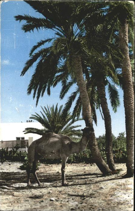 Djerba Palmeraie pres de Dar Faiza