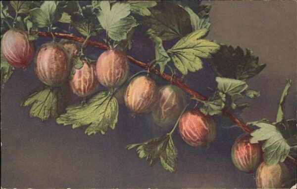 Obst Beeren