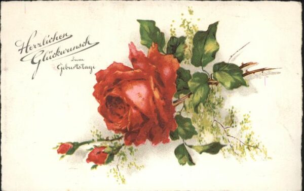 Rose Geburtstag