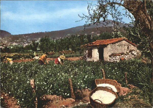 Ernte Landwirtschaft Jasmin Cote d_Azur Grasse