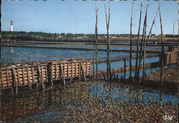 Meerestiere Bassin d_Arcachon Cap Ferret Parcs a hu