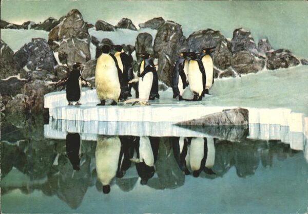 Pinguin