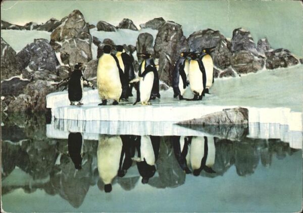Pinguin