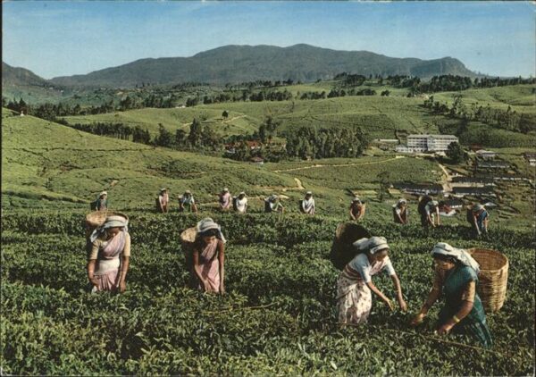 Ernte Landwirtschaft Tee Nuwara Eliya Tea Pluckers