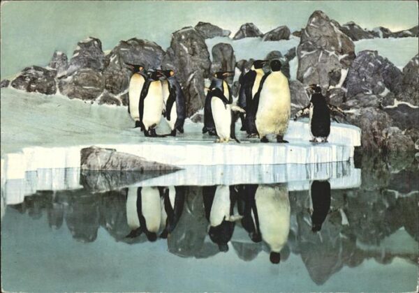 Pinguin