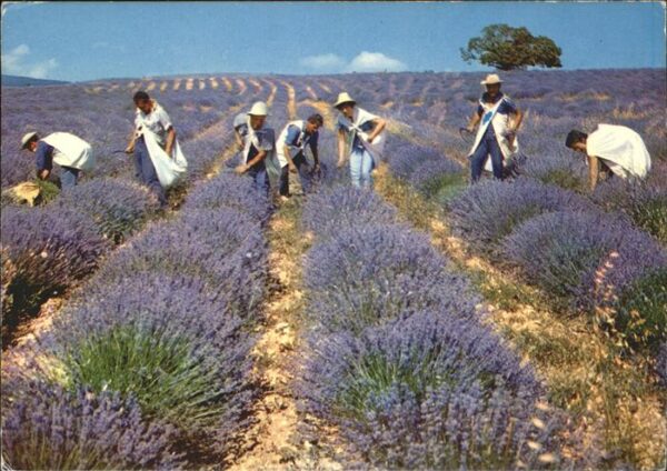 Ernte Landwirtschaft Lavendel St. Gilles Frankreich