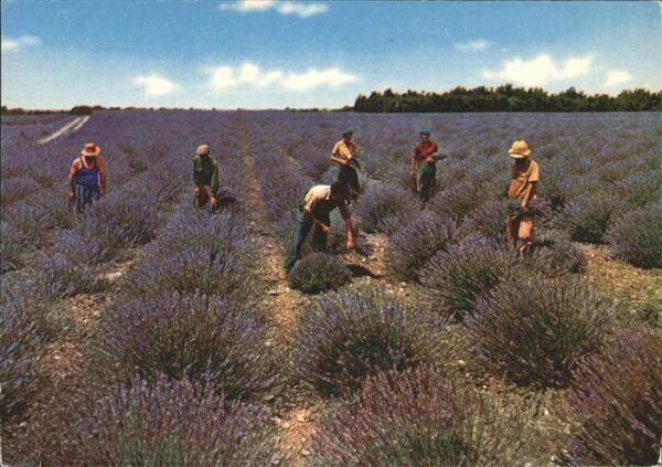 Ernte Landwirtschaft Lavendel Beau Ciel de Provence