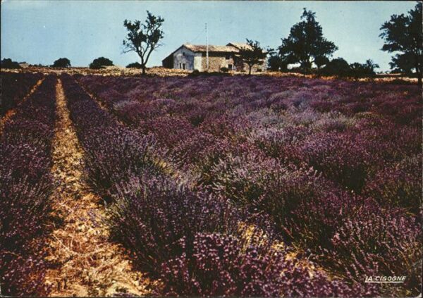 Landwirtschaft Champ de lavande Reflets de Provence La