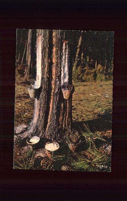 Baeume Trees Forets de Gascogne Pots de Resine