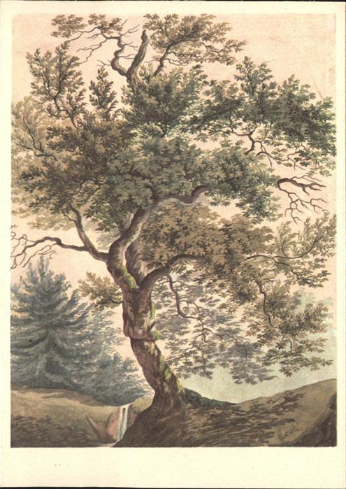 Keller Gottfried Eiche Baum