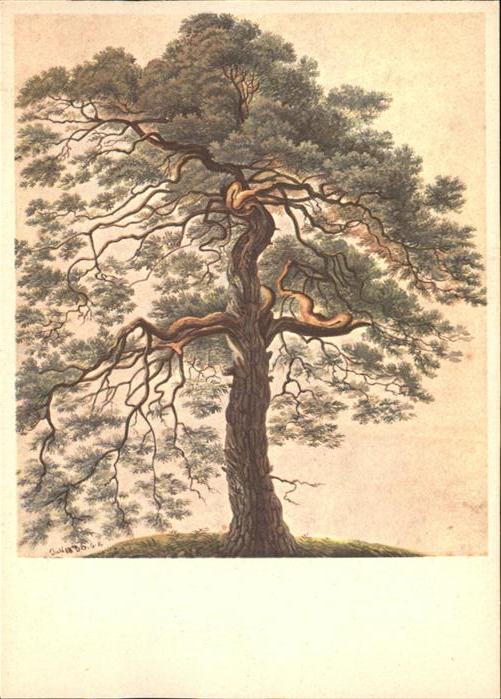 Keller Gottfried Föhre Pino silvestre Baum