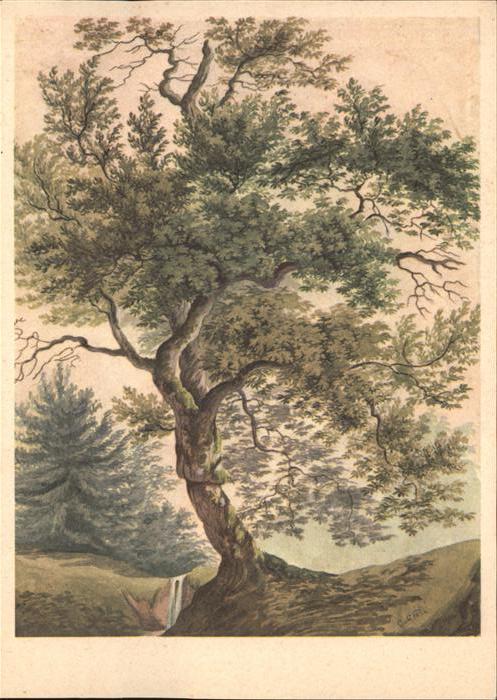 Keller Gottfried Eiche Chene Quercia Baum